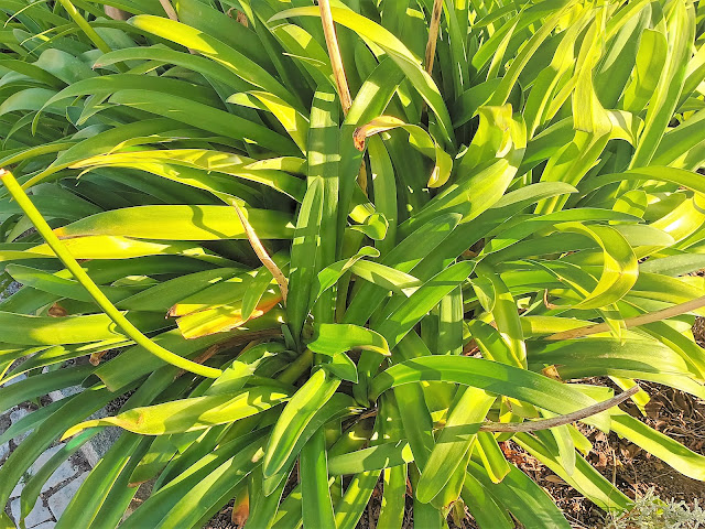 Flor de amor, agapanto o lirio africano (Agapanthus africanus (L.) Hoffmanns.).