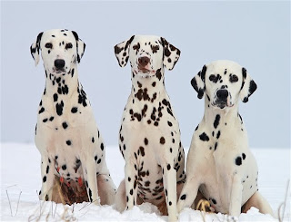 dalmatian dog puppy puppies pets dog hound canine pooch canis bow-wow despicable fellow qen txakurra gos pas hond koer aso koira kutya hundur madra pets huisdieren animaux de compagnie Haustiere de companie husdjur Evcil Hayvan anifeiliaid anwes domace zvali augintiniai alagang hayop domaci zvirata kucni ljubimci animals domestics maskotak