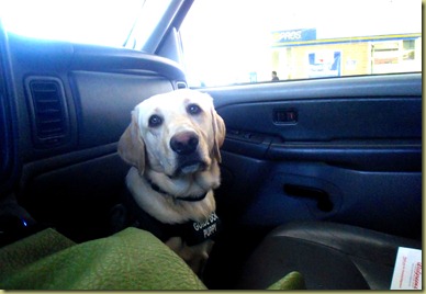 Reyna sitting on the front passenger side floor board as we were driving to the salon in Napa.