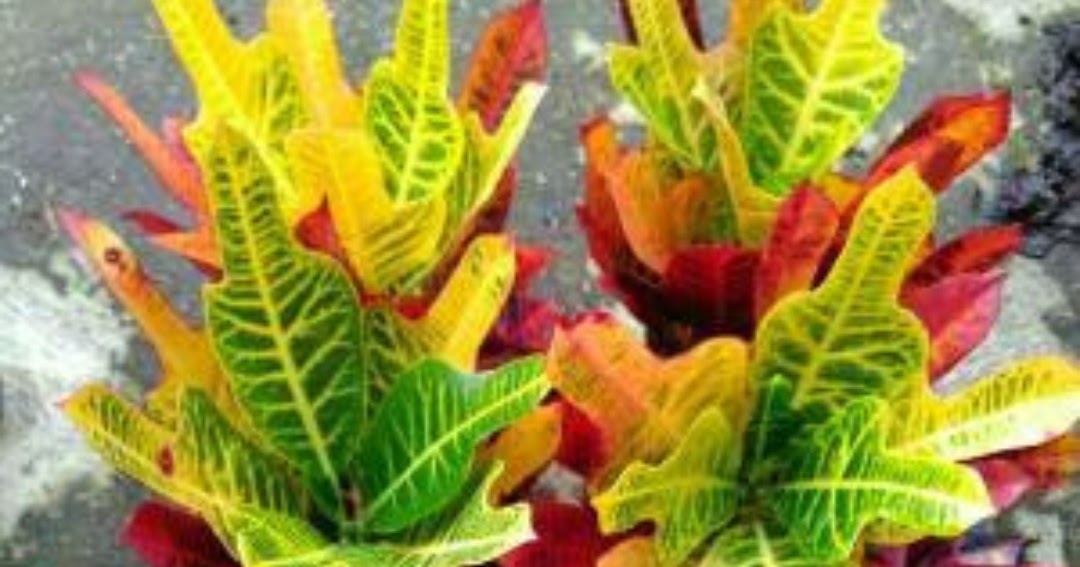 Jual Tanaman Hias Puring Dasi Jojon Merah Harga Murah ...