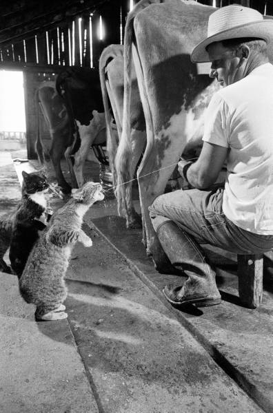Catch Squirts of Milk, 1954 ~ vintage everyday