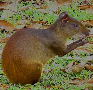 Agouti  Facts