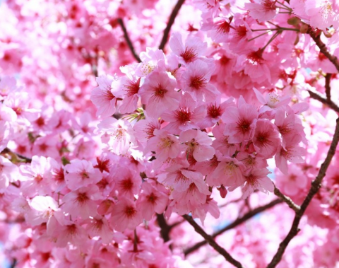  Cara  Menggambar Bunga  Sakura  Langkah demi Langkah Point 
