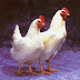 Ternak Ayam Broiler Pedaging