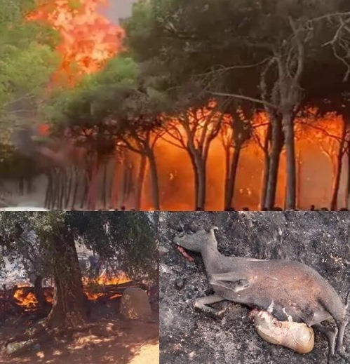 Maroc- Quatre foyers de feu dans les régions boisées du nord et au moins 1072 hectares ont été ravagés