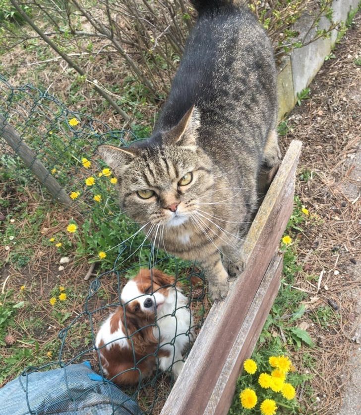 unlikely animal friends national geographic