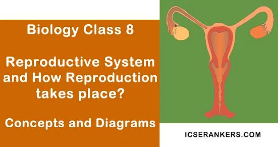 Reproductive System and How Reproduction takes place?