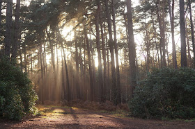 Winter woodland in Norfolk