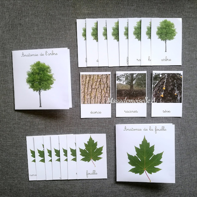 || Cartes de nomenclature : Anatomie de l'arbre et de la feuille