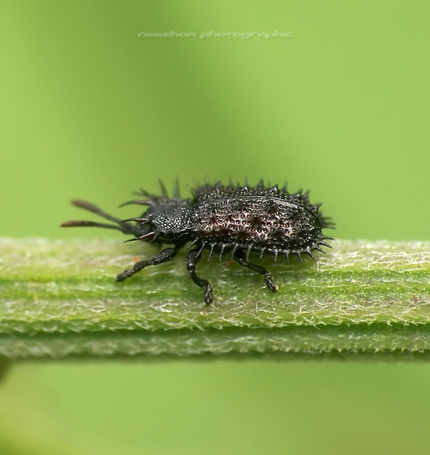 Spiky Beetle