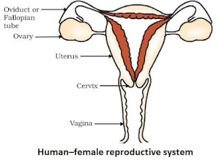 CBSE Class 10 Science Chapter 8 How Do Organisms Reproduce Notes