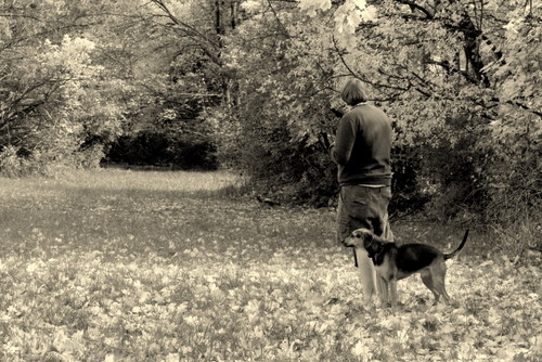 beagle lab mix. He#39;s a eagle-lab mix,