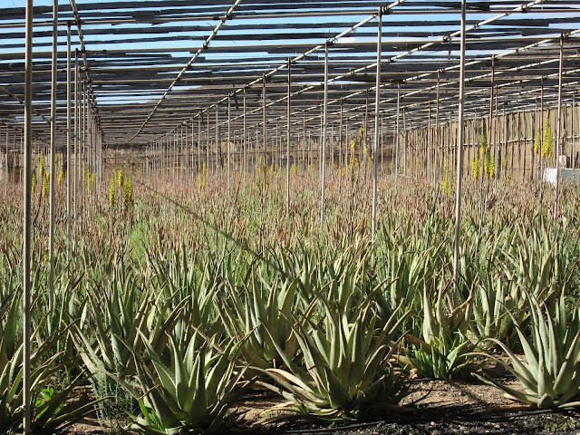 Wyspy Kanaryjskie Gran Canaria, Plantacja aloesu, Aloes