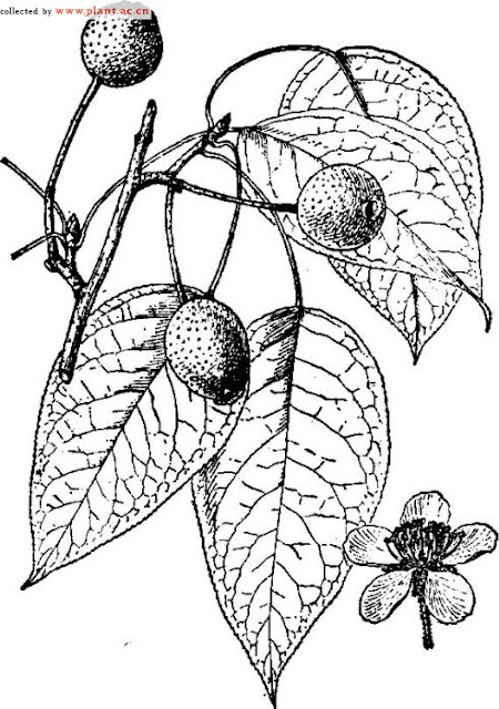 Груша мелкопильчатая (Pyrus serrulata)