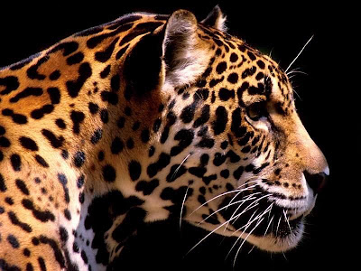Jaguar with Top Wallpaper