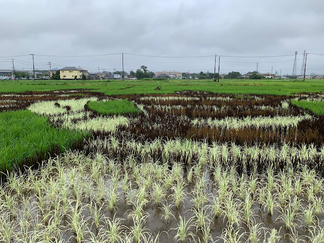 こしがや田んぼアート2019キン肉マンとラグビー日本代表の夢のタッグ（7/14）