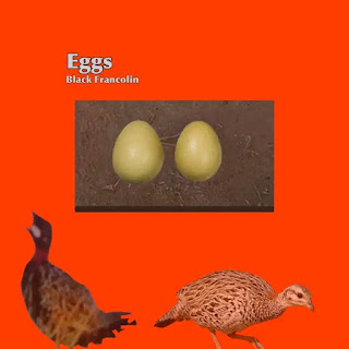 Black frncolin bird eggs