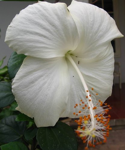 Toko Online Ainul Ghurri 07621055 Pagi: Bunga Sepatu Putih