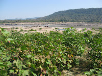 organic cotton growing along the Mekong River