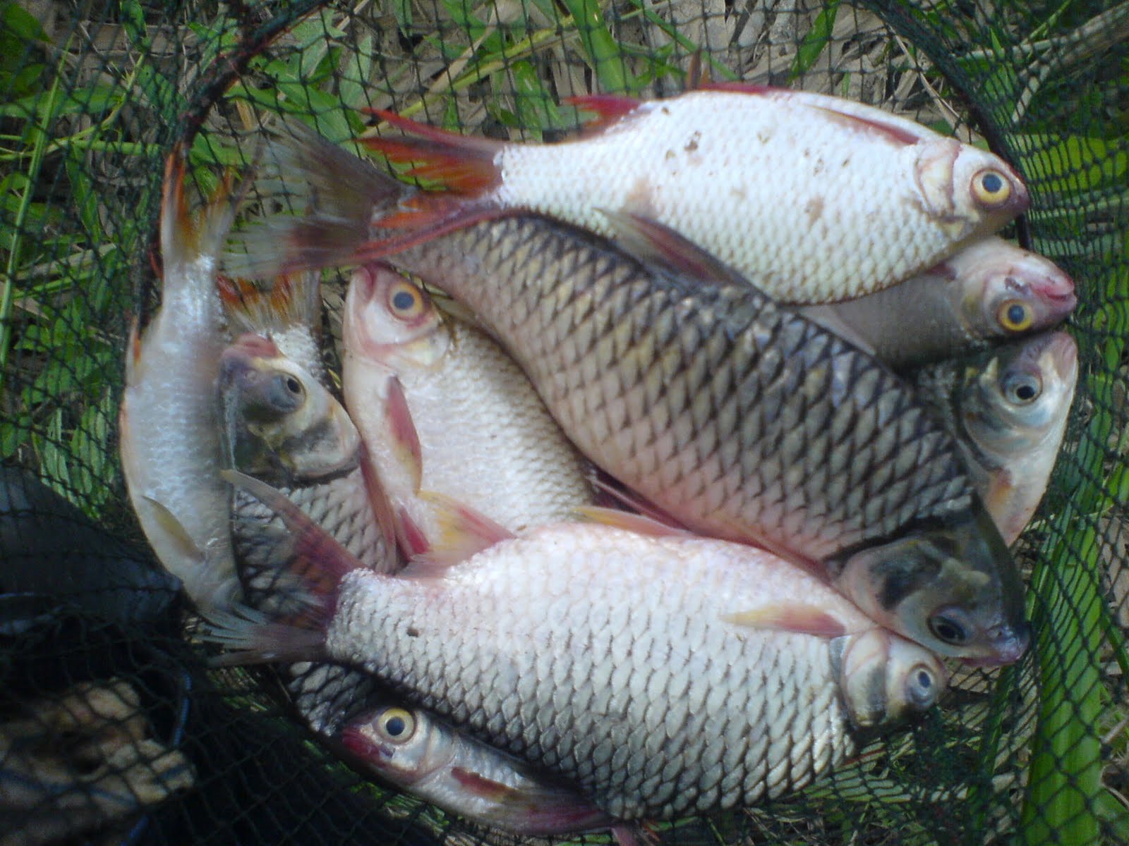 Renjer Sungai  edisi ikan  lampam