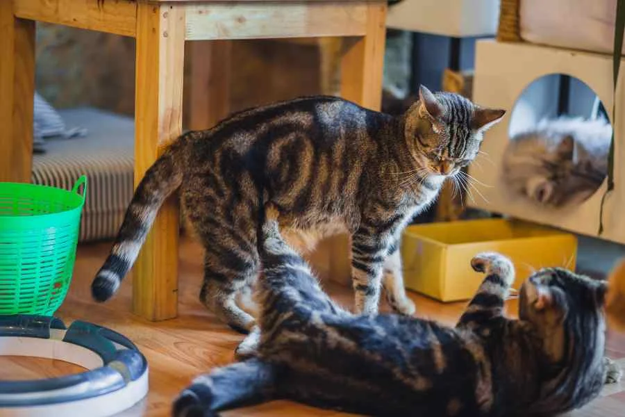 cats playing in a cat cafe, stock image from Canva Pro