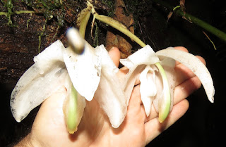 Stanhopea candida