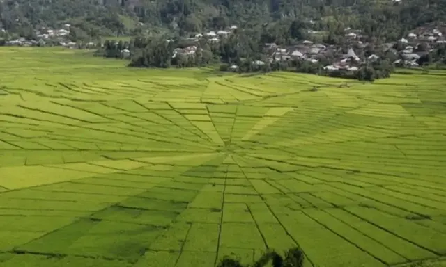 Aerial view of a rice field with a unique shape, resembling a spider web