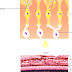 Photoreceptor Cell - Human Eye Rods And Cones