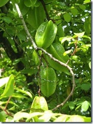 starfruit