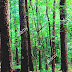 Sumter National Forest - South Carolina Forests