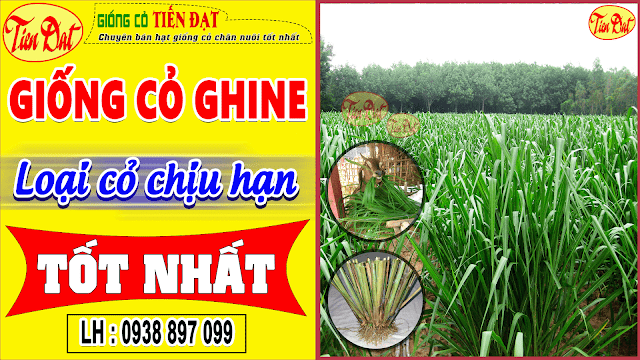 Giống cỏ ghine - Loại cỏ chịu khô hạn tốt nhất Việt Nam