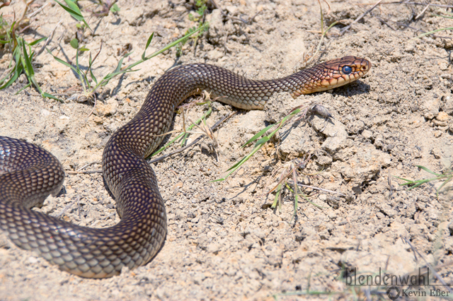 Large Whip Snake - Dolichophis caspius