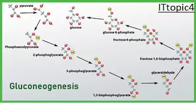 GLUCONEOGENESIS