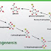 GLUCONEOGENESIS