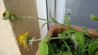 Caléndula (Calendula officinalis L.)