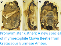 https://sciencythoughts.blogspot.com/2019/06/promyrmister-kistneri-new-species-of.html