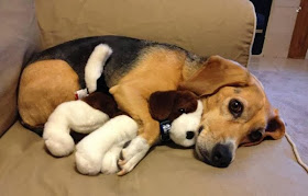 Cute dogs - part 4 (50 pics), dog pictures, beagle puppy with stuffed beagle