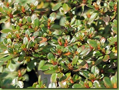 P3060599