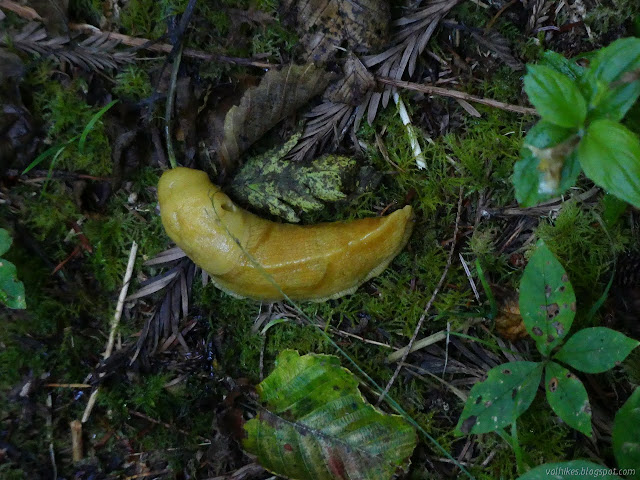 banana slug scrunching up