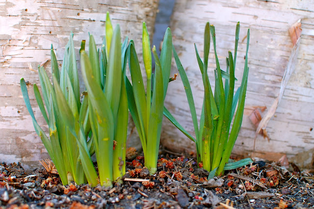 Grow, garden, chives, spring, sedum