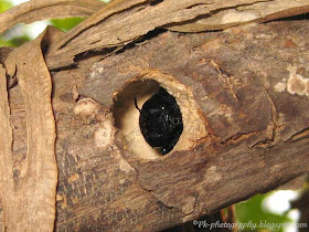 Carpenter Bee Nest