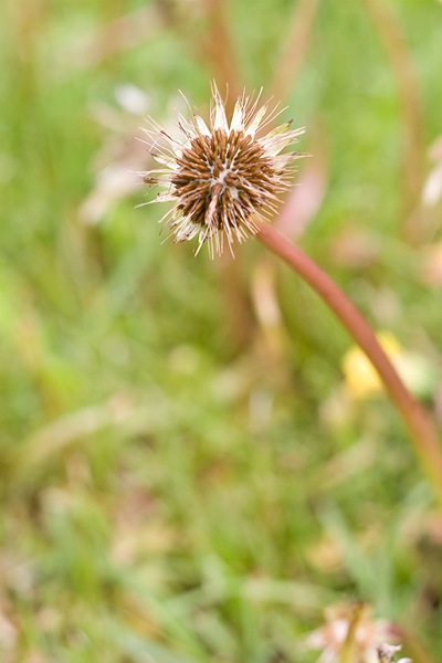 a-different-waterlogged-dandy