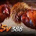 SITUS JUDI SABUNG AYAM SV388 ONLINE RESMI TERPERCAYA NO 1 DI INDONESIA