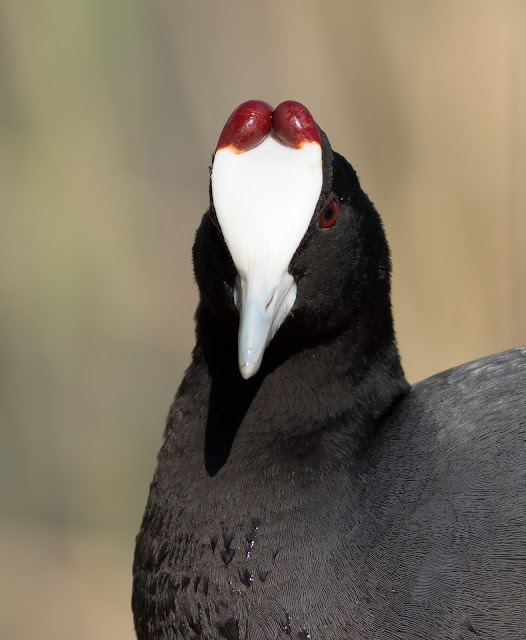 Red-knobbed Coot - S’Albufera Natural Park, Mallorca