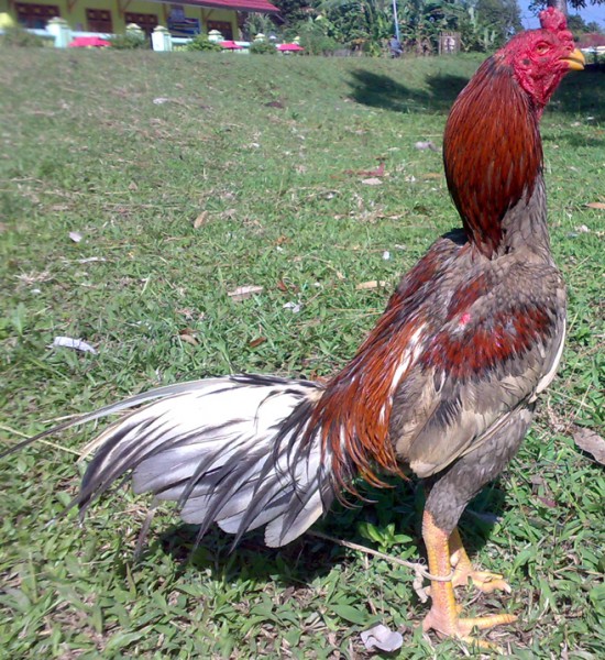 AYAM BANGKOK DILIHAT DARI WARNA KULIT ATAU BULUNYA