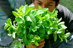 Khasiat dan Manfaat Daun Mint Bagi Kesehatan