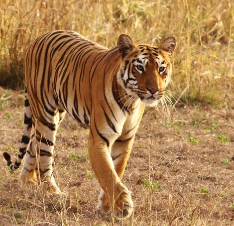  Gambar  Harimau Terbaru Kumpulan Gambar 