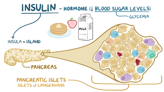 انسولین اور ذیابیطس کے درمیان ربط