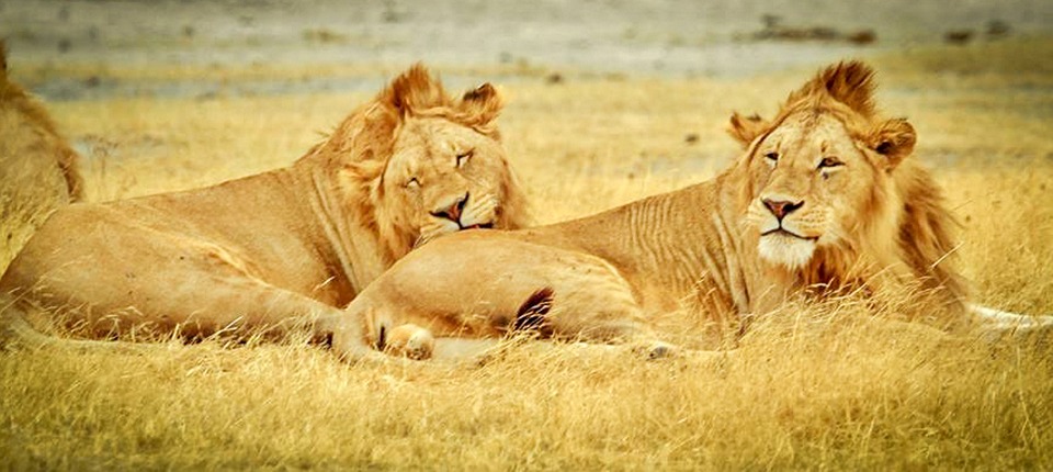 Parque Nacional de Serengeti | Tanzânia