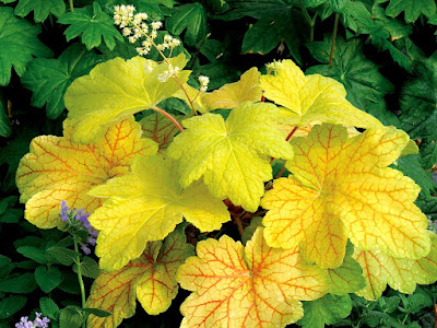 Heuchera Electric Lime - Electric Lime Coral Bells care